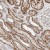 Immunohistochemistry-Paraffin: ABCC11 Antibody [NBP1-82623] Immunohistochemical staining of human kidney shows strong, granular cytoplasmic positivity in cells in tubules.